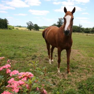 Chambre d'hôte Courtoux - 2