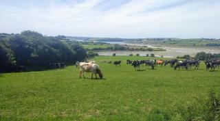 Seafield Farmhouse - Kilbrittain - 2