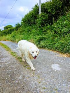 Seafield Farmhouse - Kilbrittain - 3