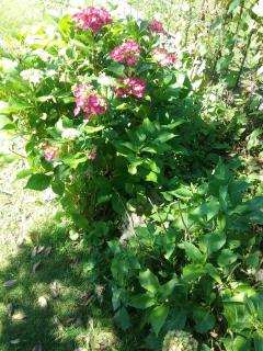 B&B Au Jardin Fleuri - Marche-en-Famenne - 5