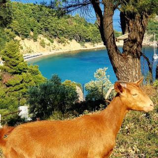 Mando Beachfront - Stafylos - 6