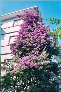 Hotel Rigobello - Riccione - 0