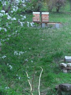 Abeille Saint Michel - Marthod - 5