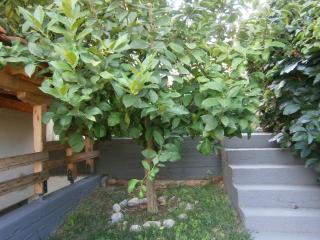 Green Garden - Kavala - 1