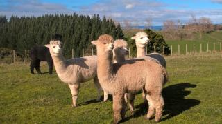 Minffordd Cottage - Feilding - 2