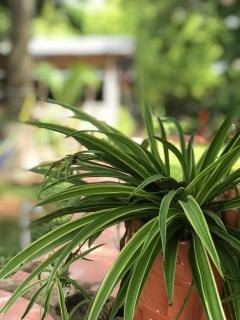 Yaxche Centro Hostal y Camping - Bacalar - 4