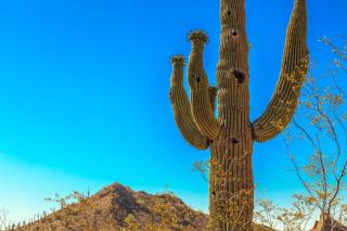 Desert Foothills - Phoenix - 9