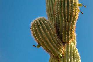 Desert Foothills - 4