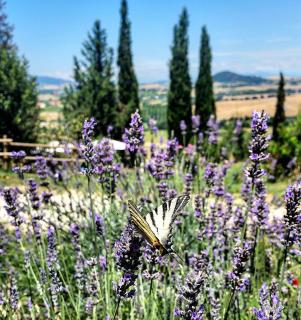 B&B Il Poggio di Fiore - Castellina Marittima - 4