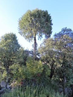 Mas de Muñoz - Mora de Rubielos - 4