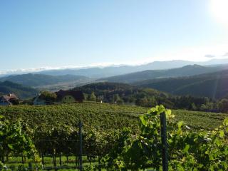 Weingut Schlafgut Genussgut Lorenz - Kitzeck im Sausal - 8