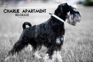 Apartment Charlie PERFECT PRICE - Belgrade - 9
