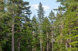 Iris Pond - Girdwood - 4