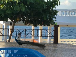 Maxanika - Jacmel - 7