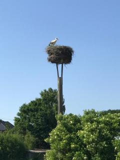 Landhaus zum Storchennest - Kloster Wulfshagen - 8