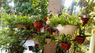 Hạ Long Lily Homestay - Ha Long - 2