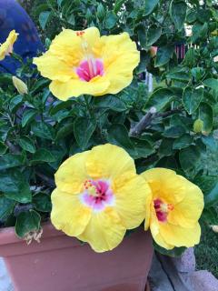 B&B Hibiscus - Capoterra - 4