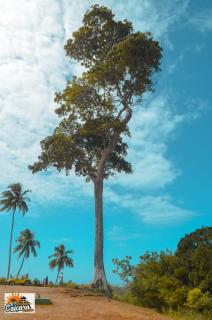Recanto Caiçara Pousada - São Miguel dos Milagres - 1