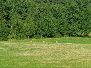 Gärdesgården Lillstugan - 8