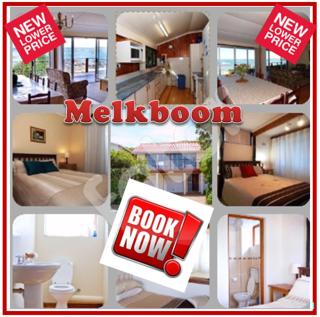 Melkboom - Franskraal - 0