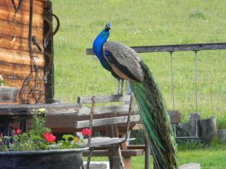 Hüttenferien Köberlhof - 2