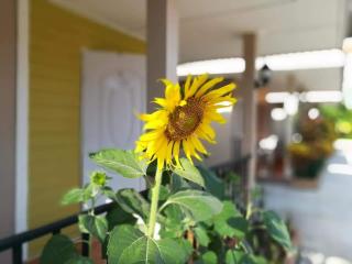 Deva Garden Resort - Prachin Buri - 8