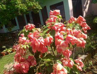 Villy's Cottage - Corn Island - 4