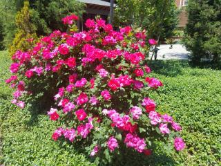 Black Lantern Inn - Roanoke - 4