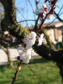 Podere 1248 - Ladispoli - 2