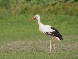 Agriturismo Podere dei kiwi - 1