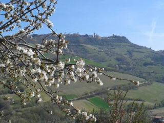 IL Podere del nonno - Ripatransone - 4