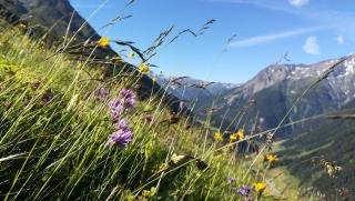 Simiterhof - Matrei in Osttirol - 9