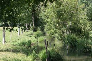 La Ferme du Marais Poitevin - Chambre d'hôtes - Benet - 8