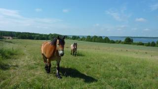 Landhaus Fischersruh Plauer See - 2
