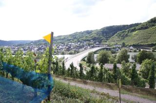 Ferienwohnungen im Moseltal - 1