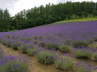 Furano Mount Villa - Furano - 5