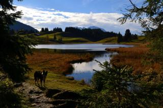 Pension Edelweiss Top21 - Gosau - 2