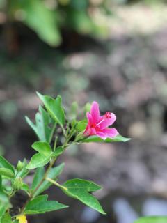 Baan Loylom Farmstay - Amphawa - 4