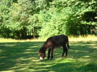chateau du ponthereau - 4