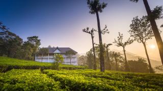 Tea Harvester - Munnar - 4