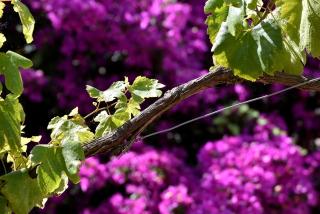 Villa Asia Holiday Home - SantʼAgata sui Due Golfi - 6