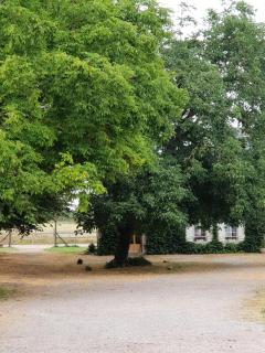La Tilia - Saint-Riquier - 2