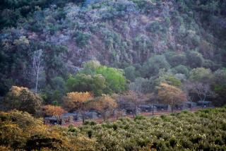 Lions Rock Rapids - Luxury Tented Camp - Hazyview - 0