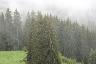 Pamporovo Hotel Snezhanka A425 - 1