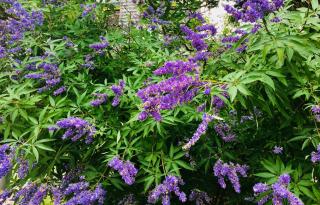 Luther Ogden Inn - Cape May - 8