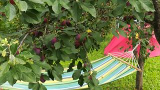Lavander Garden Camping - Răscruci - 8