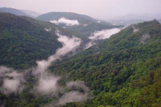 Springbrook Lyrebird Retreat - 5