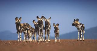 Tuningi Safari Lodge - Madikwe Game Reserve - 4