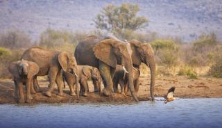 Tuningi Safari Lodge - Madikwe Game Reserve - 2