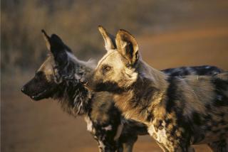 Tuningi Safari Lodge - Madikwe Game Reserve - 1